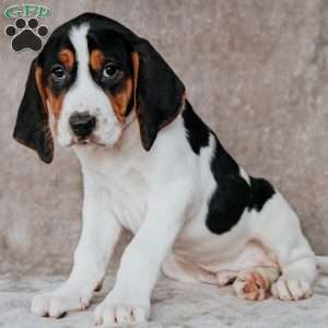 Moose, Treeing Walker Coonhound Puppy