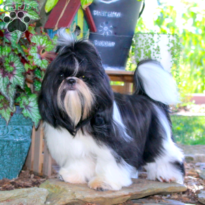 Goose, Shih Tzu Puppy