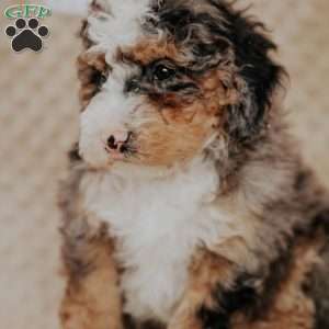 Marlow, Bernedoodle Puppy