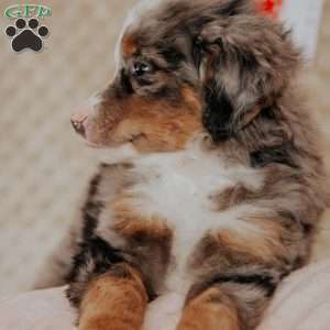 Murphy, Bernedoodle Puppy