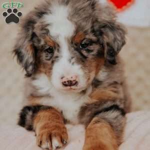 Murphy, Bernedoodle Puppy