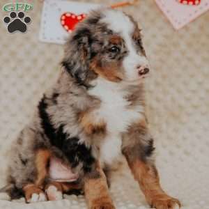 Murphy, Bernedoodle Puppy