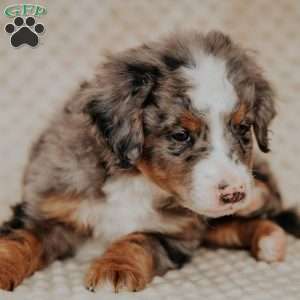 Murphy, Bernedoodle Puppy