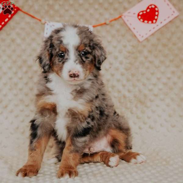 Murphy, Bernedoodle Puppy