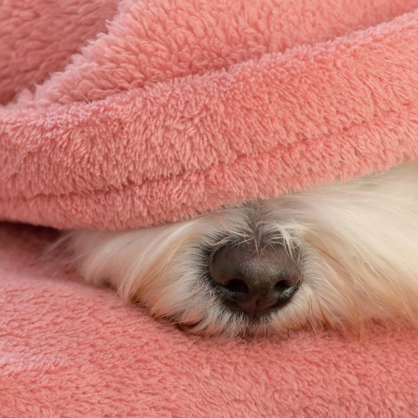 nesting dog - maltese nose sticking out of blankets