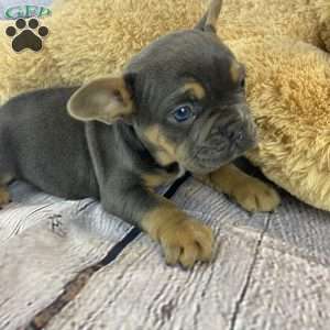 Tommy, French Bulldog Puppy