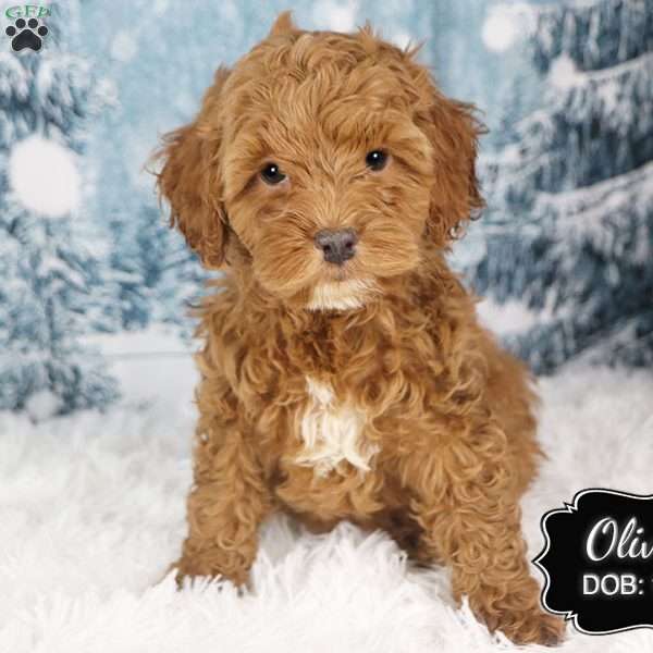 Oliver, Cockapoo Puppy