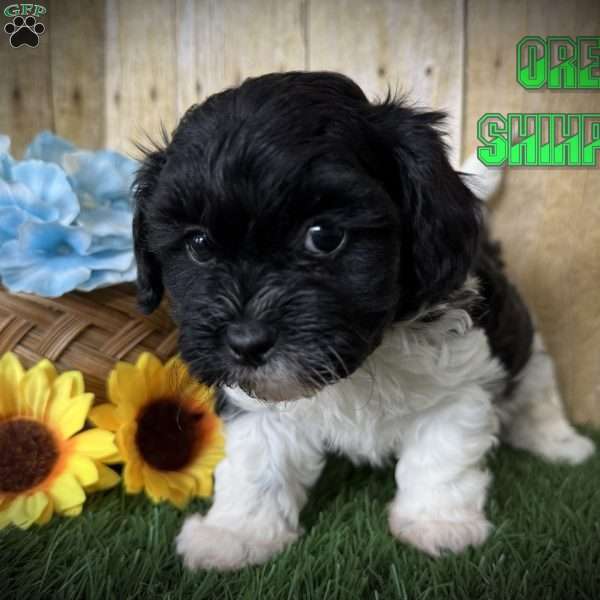 Oreo, Shih-Poo Puppy