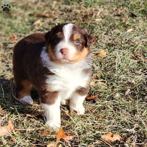 Oreo, Australian Shepherd Puppy