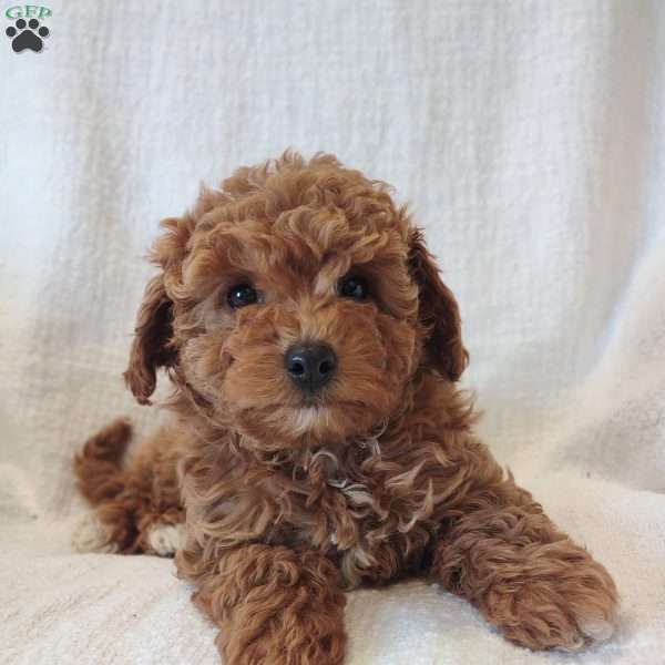 Zoe, Mini Goldendoodle Puppy