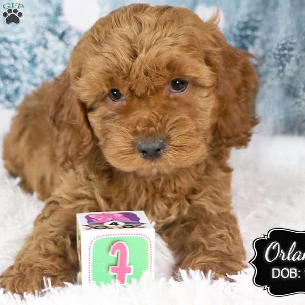 Orlando, Cockapoo Puppy