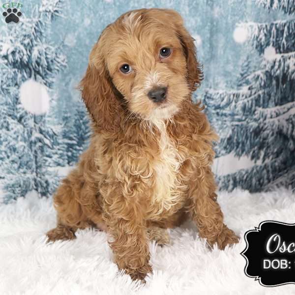 Oscar, Cockapoo Puppy