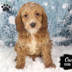 Oscar, Cockapoo Puppy