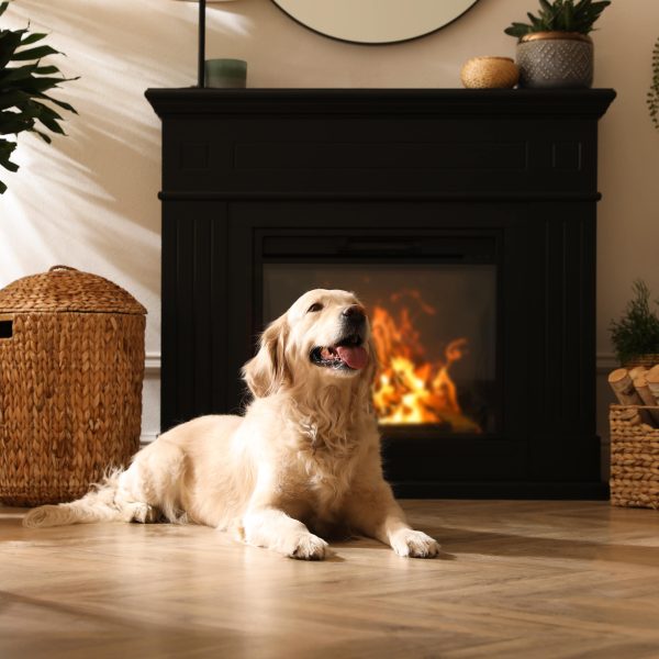 pet fire safety concept - golden retriever lying in front of electric fireplace