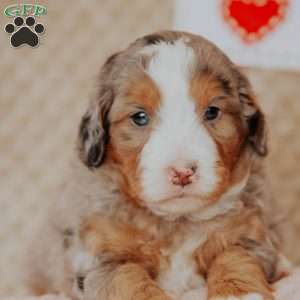 Peter, Mini Bernedoodle Puppy