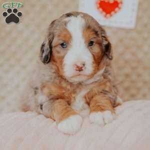 Peter, Mini Bernedoodle Puppy