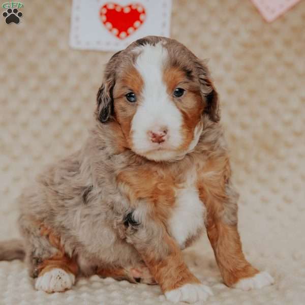 Peter, Mini Bernedoodle Puppy