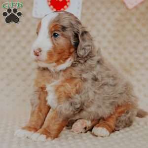 Peter, Mini Bernedoodle Puppy