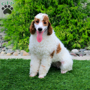 Granger, Miniature Poodle Puppy