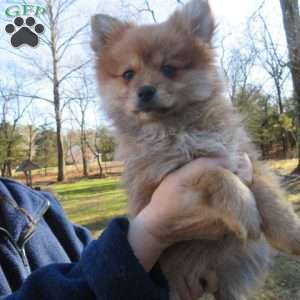 Pomeranian Puppies For Sale - Greenfield Puppies