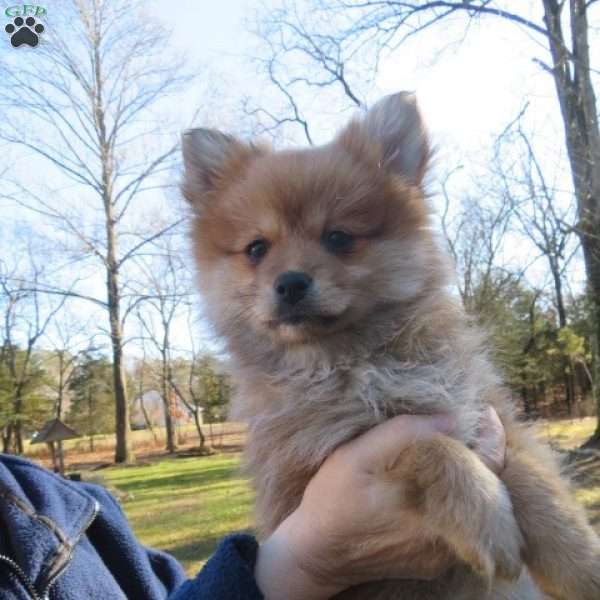 Zoey, Pomeranian Puppy