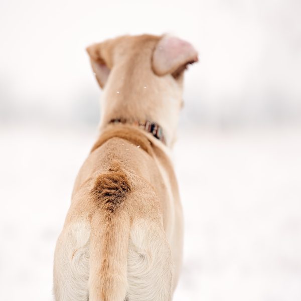 raised hackles on dog's back