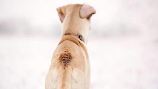 Why Do Dogs Raise Their Hackles?