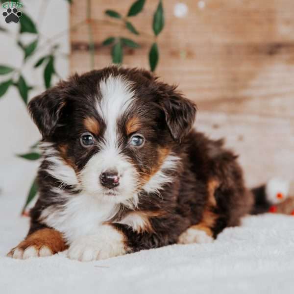 Ralph, Mini Bernedoodle Puppy