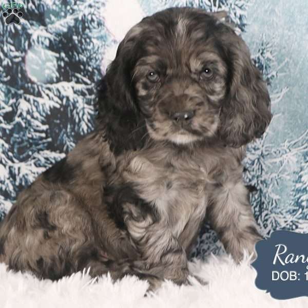 Ranger, Cocker Spaniel Puppy