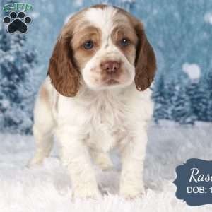 Rascal, Cocker Spaniel Puppy