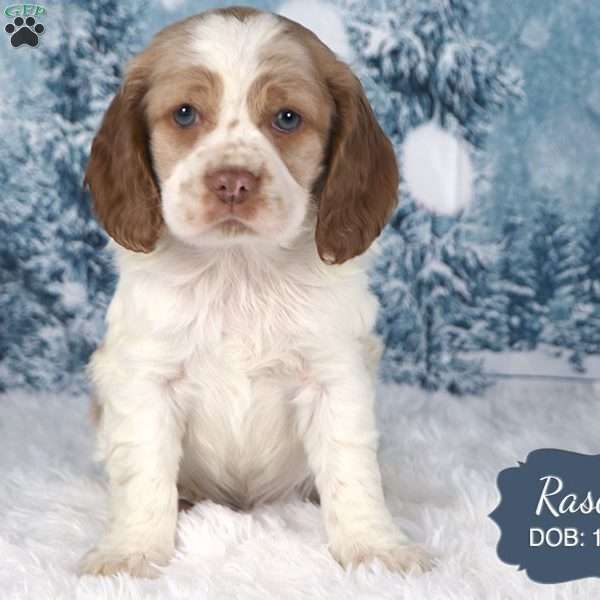 Rascal, Cocker Spaniel Puppy