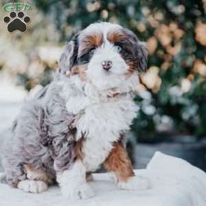 Sadie, Mini Bernedoodle Puppy