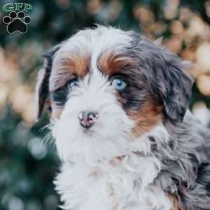 Sadie, Mini Bernedoodle Puppy