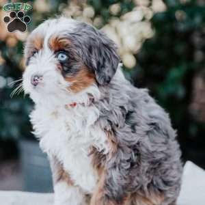 Sadie, Mini Bernedoodle Puppy