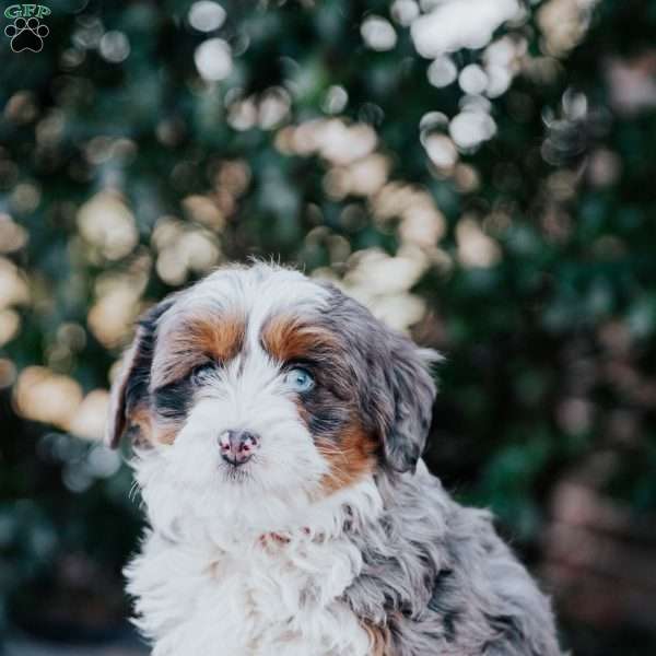 Sadie, Mini Bernedoodle Puppy