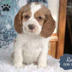 Rolo, Cocker Spaniel Puppy