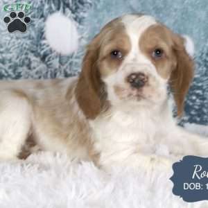 Rolo, Cocker Spaniel Puppy