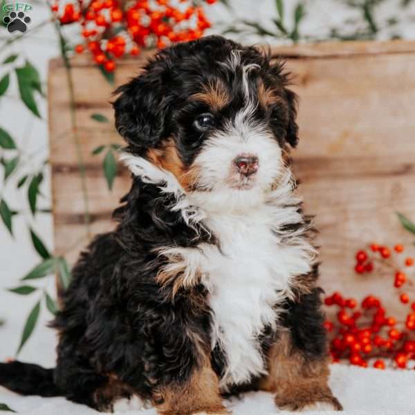 Romeo, Mini Bernedoodle Puppy