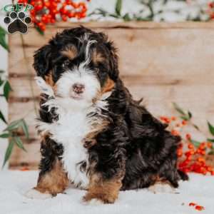 Romeo, Mini Bernedoodle Puppy