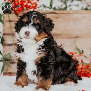 Romeo, Mini Bernedoodle Puppy