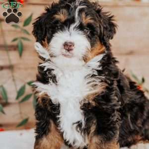 Romeo, Mini Bernedoodle Puppy