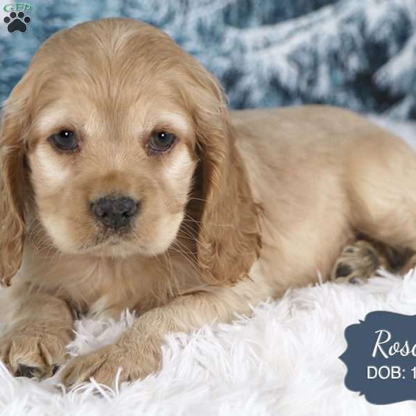 Roscoe, Cocker Spaniel Puppy