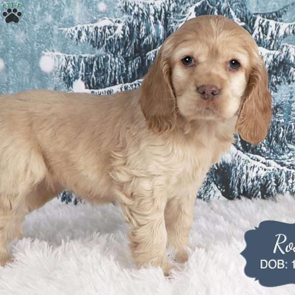 Rose, Cocker Spaniel Puppy