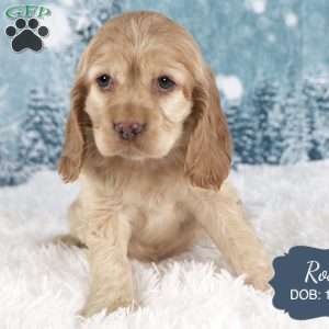 Rose, Cocker Spaniel Puppy