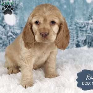 Rose, Cocker Spaniel Puppy