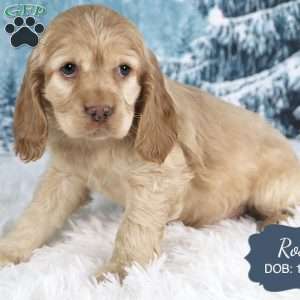 Rose, Cocker Spaniel Puppy