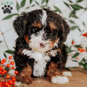 Rowan, Mini Bernedoodle Puppy