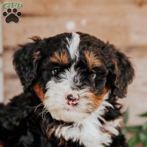 Rowan, Mini Bernedoodle Puppy