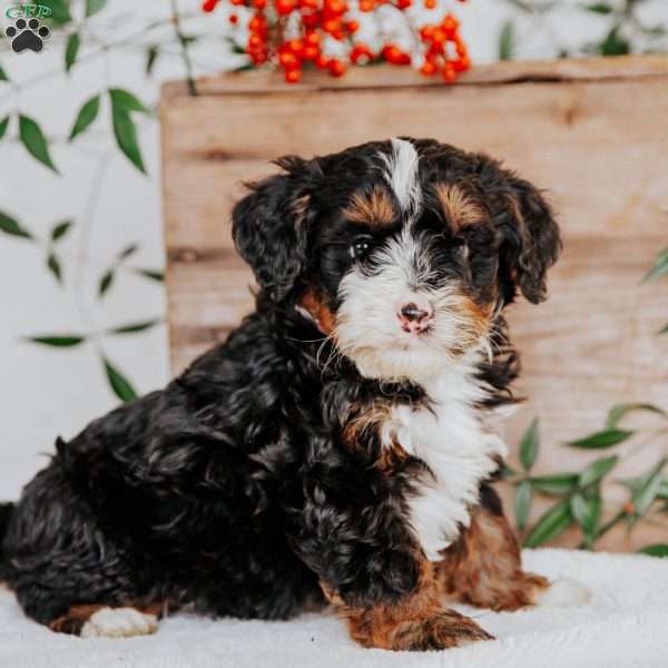 Rowan, Mini Bernedoodle Puppy