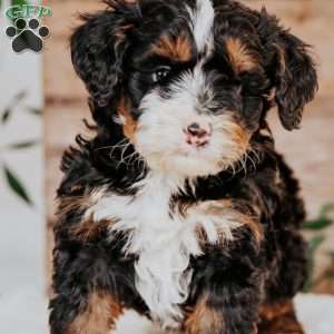 Rowan, Mini Bernedoodle Puppy